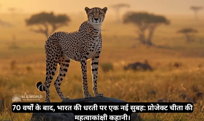 प्रोजेक्ट चीता - भारत के कूनो नेशनल पार्क के घास के मैदान में एक राजसी चीता, जो प्रोजेक्ट चीता के तहत भारत में चीतों की वापसी का प्रतीक है।